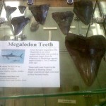 Megalodon Teeth Display