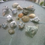 Shells from Eco-Tour