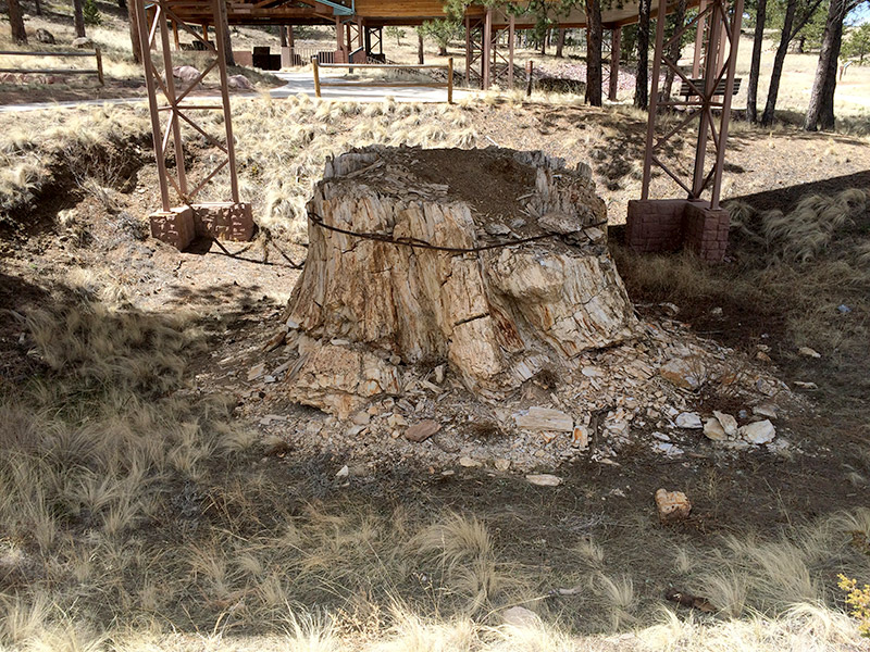 Petrified Redwood Stump