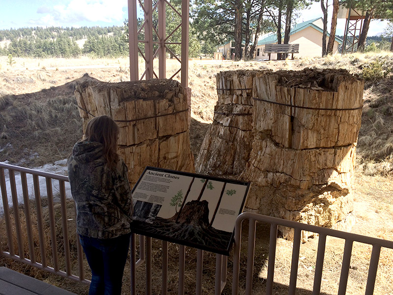 Petrified Redwood Stumps (triple trunk!)