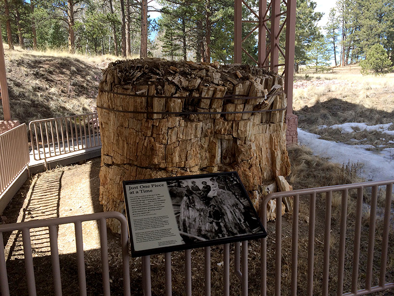 Petrified Redwood Stump