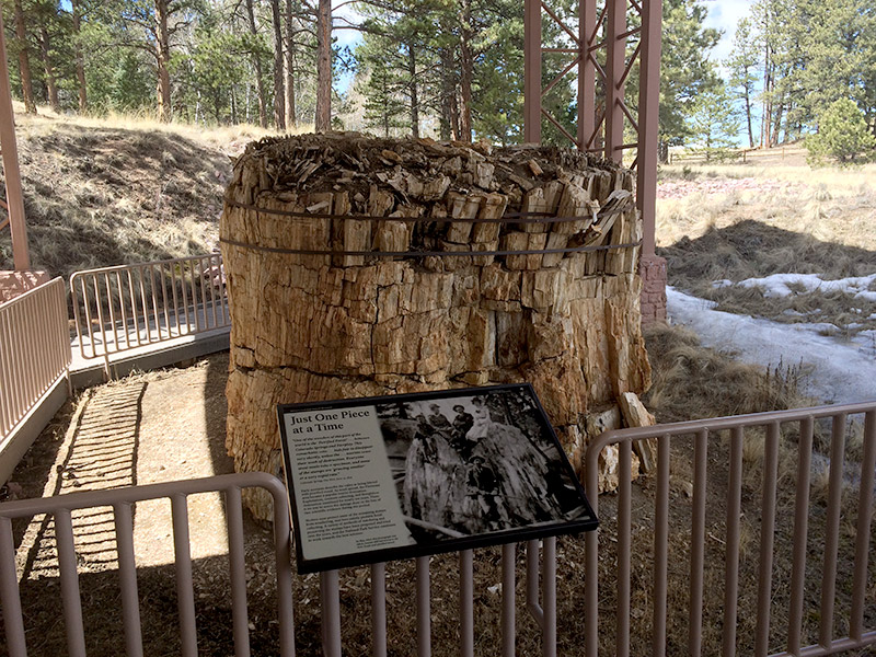 Petrified Redwood Stump