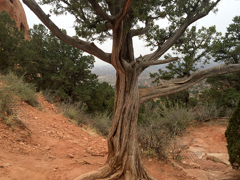 Cedar growing in the Garden park