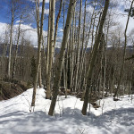 Frisco, CO hike aspen trees