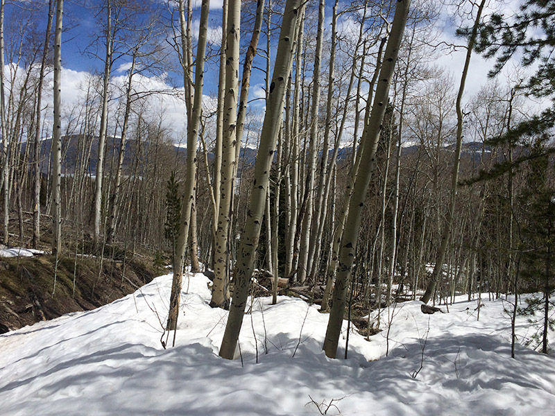 Frisco, CO hike aspen trees