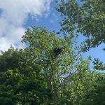 Carillon Park's Bald Eagle Nest