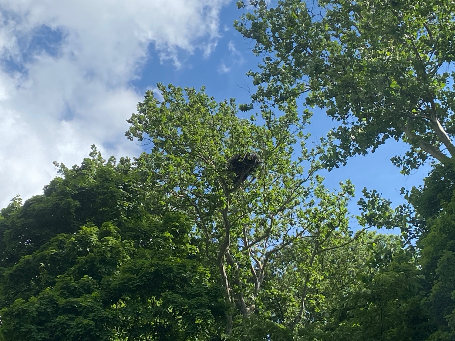 Carillon Park's Bald Eagle Nest